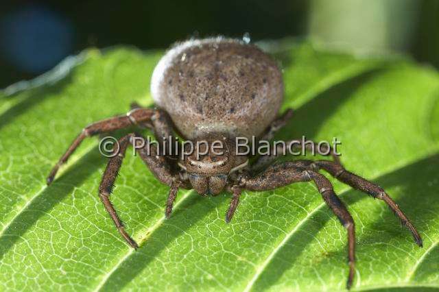 Thomisidae_9791.JPG - France, Araneae, Thomisidae, Araignée crabe (Xysticus sp), femelle, Crab spider